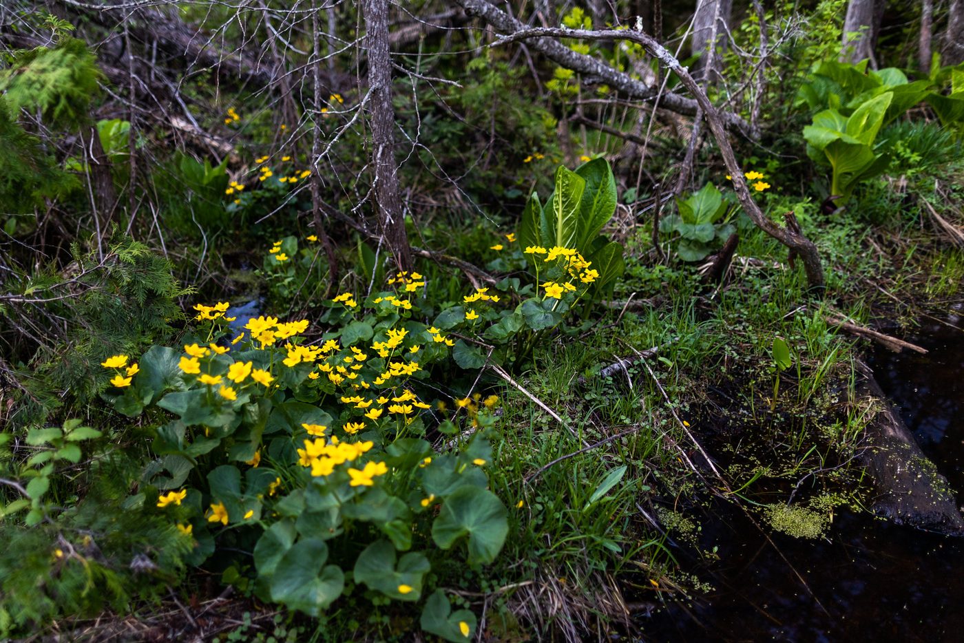Marsh marigolds.
