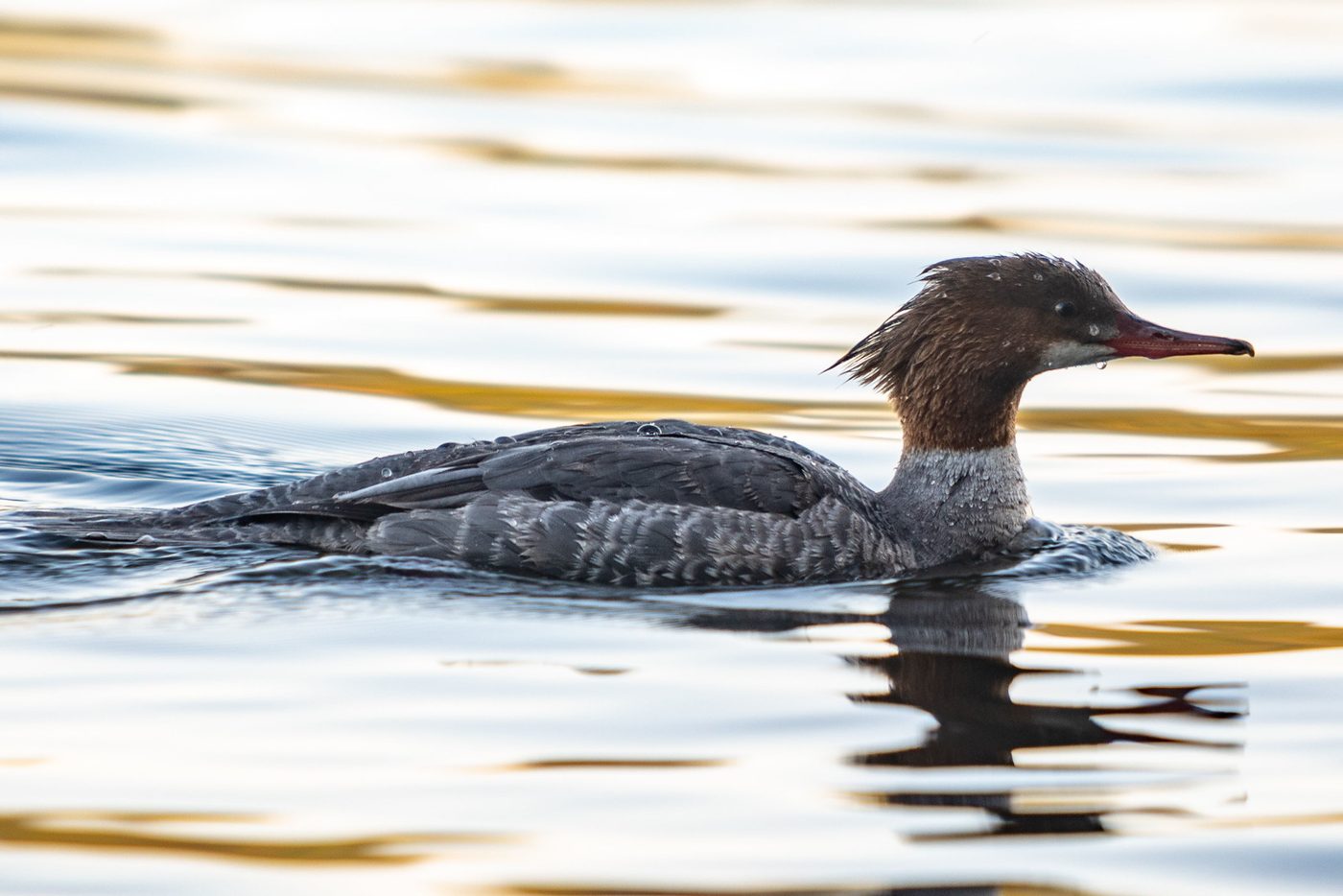 Merganser at dusk.
