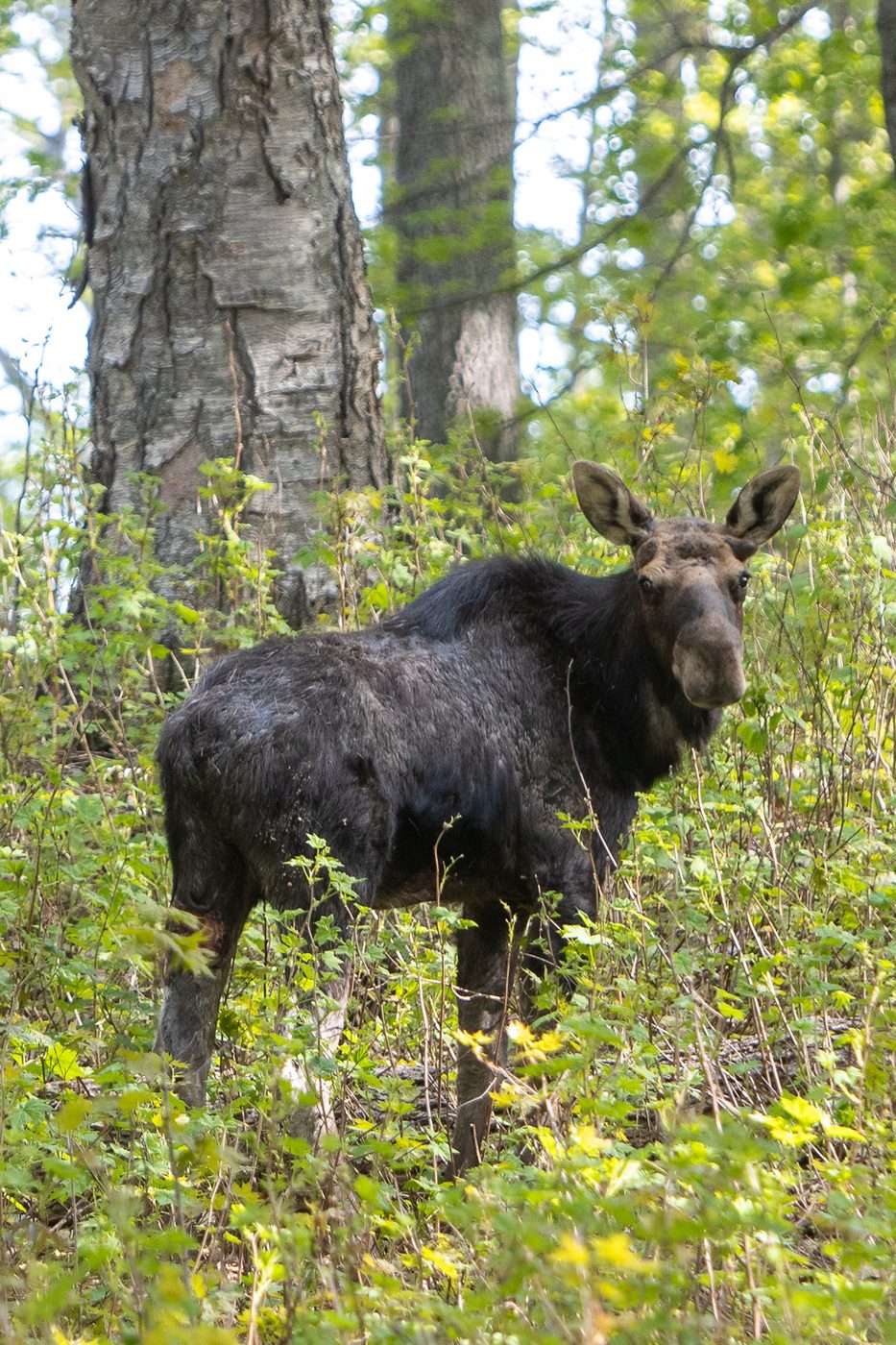 Moose standing.