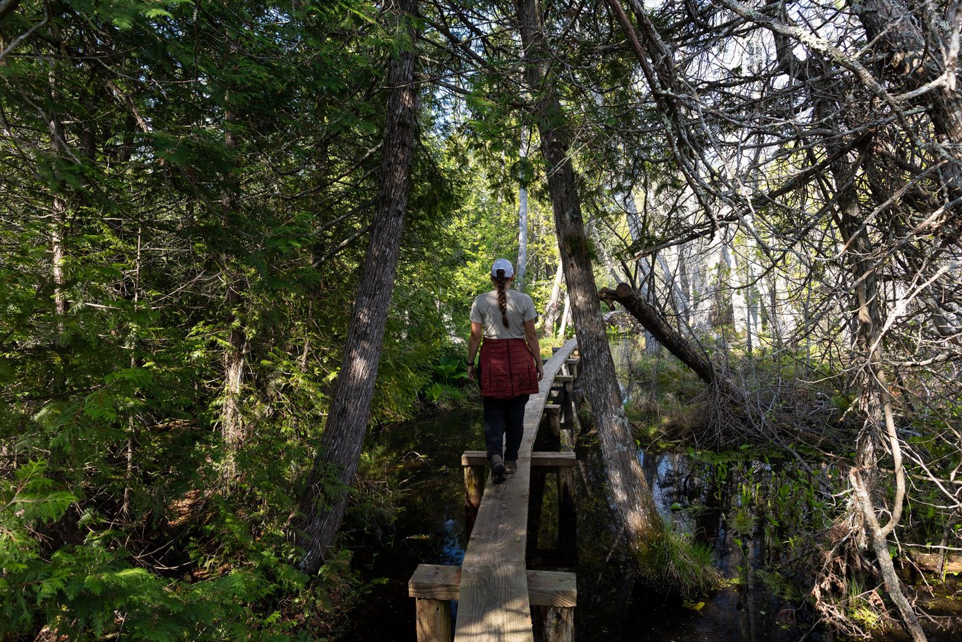 Boardwalk through the swamp.