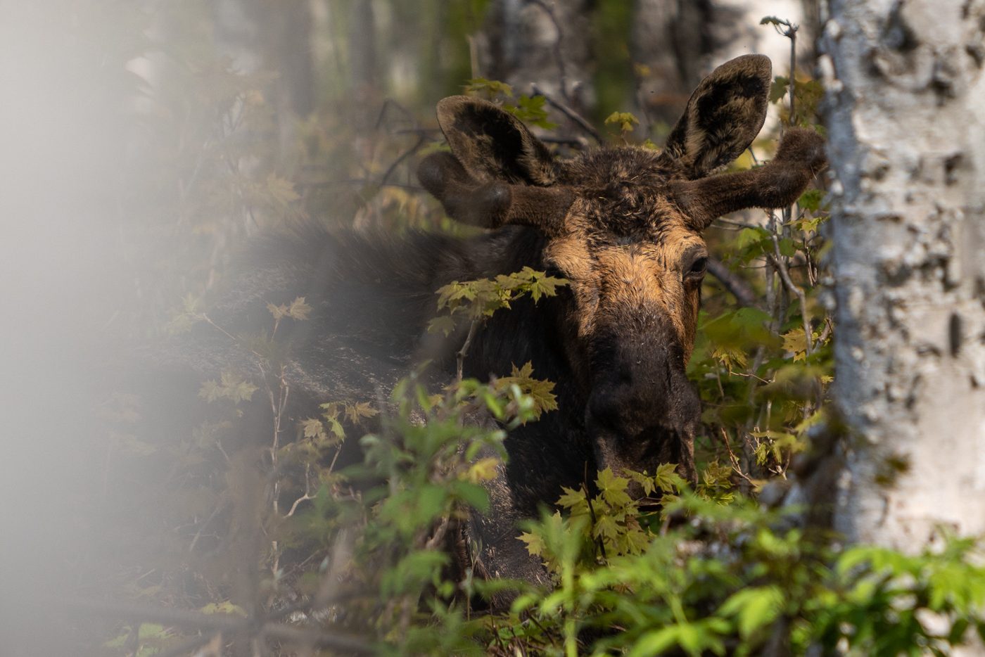 Bull moose bedded in birches.