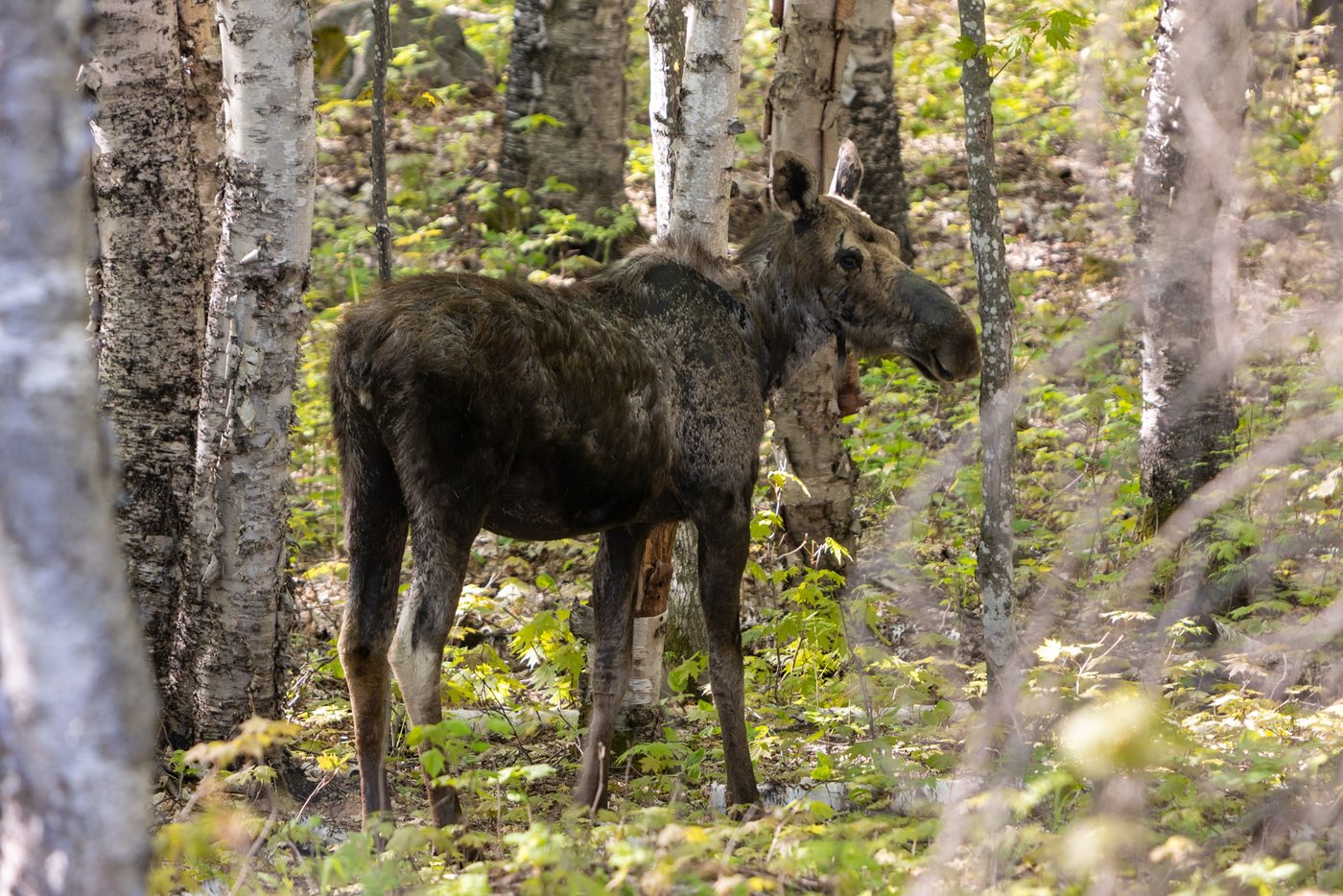 Moose in the birches.