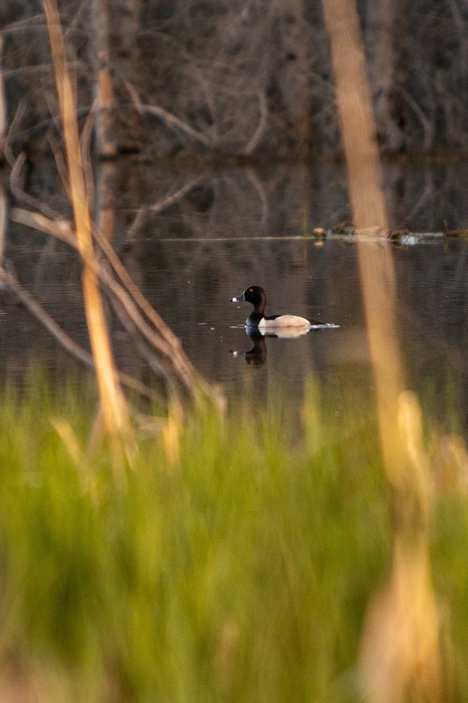 Loon on a beaver pond at dawn.