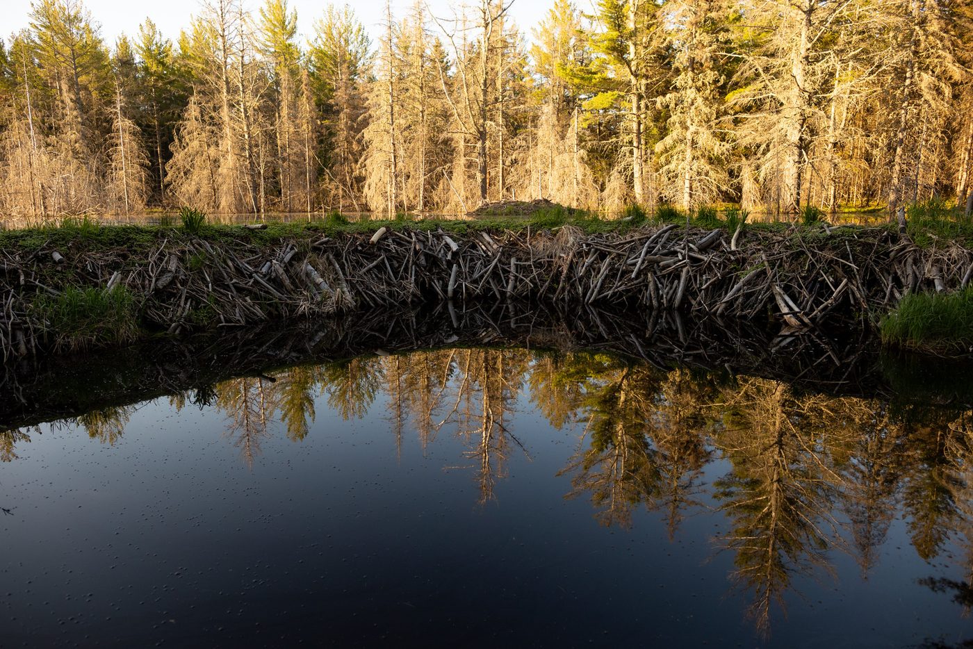 Beaver dam reflection.