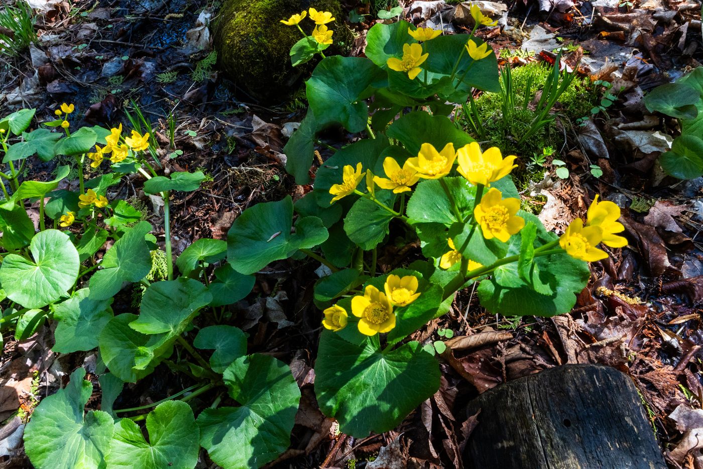 Marsh marigolds.