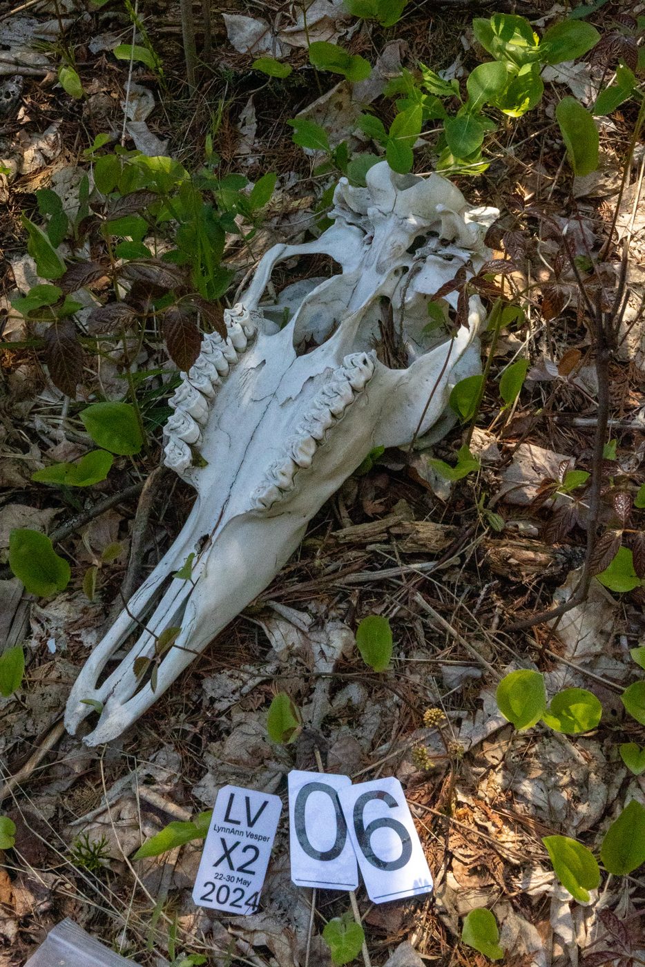 Moose skull.