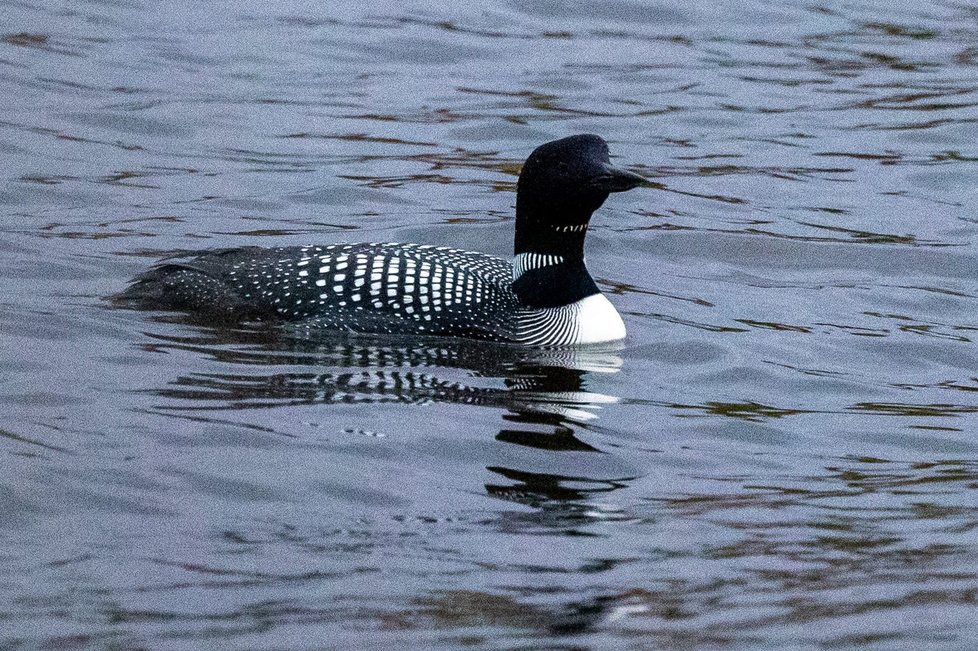 Common loon.