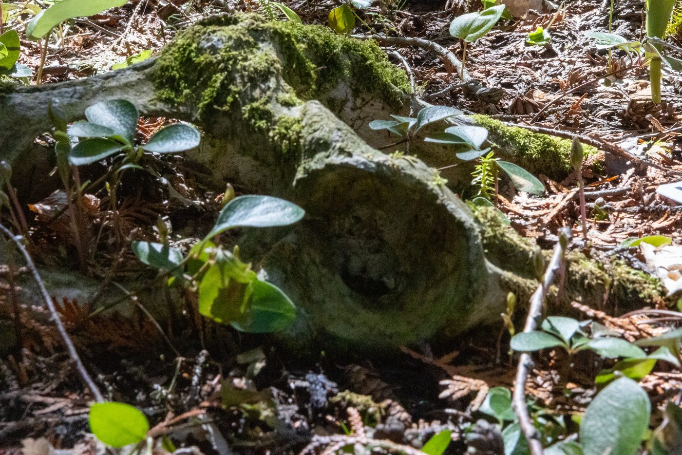 Mossy bone.