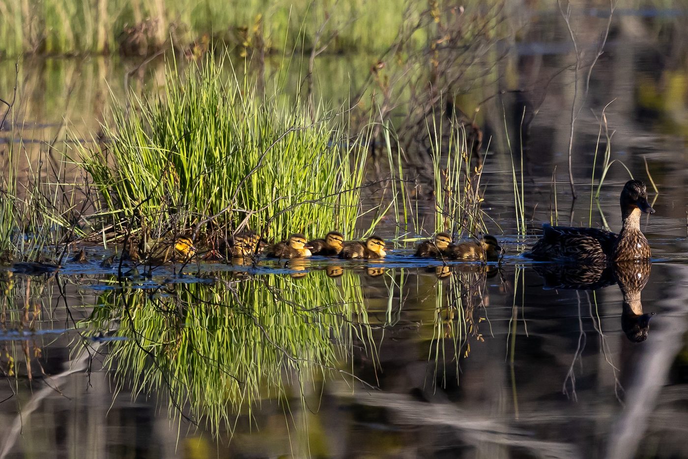 Ducklings in the reeds.