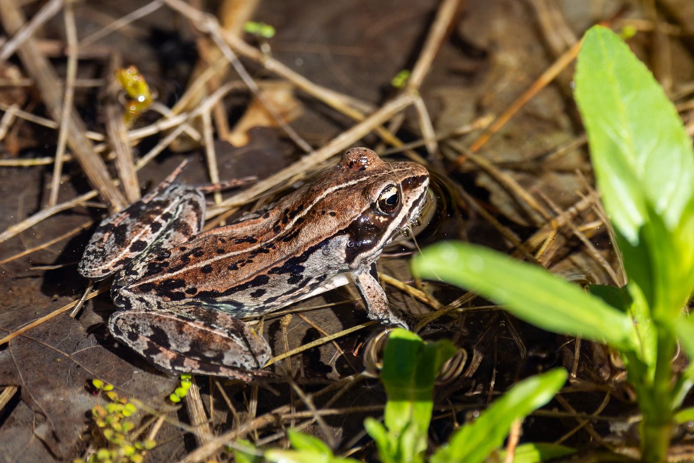 Wood frog.