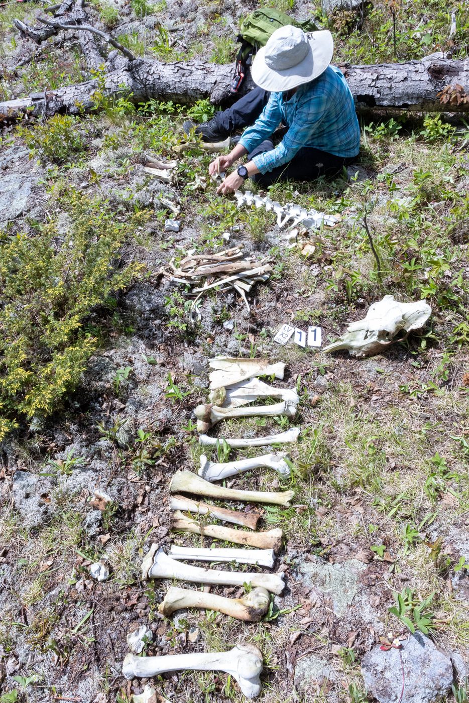 Bones laid out in rows.