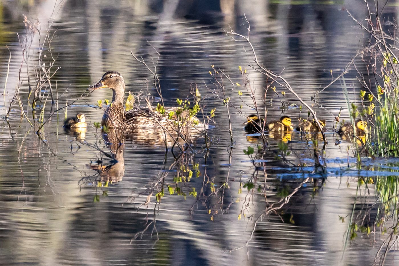 Mallard hen with ducklings.