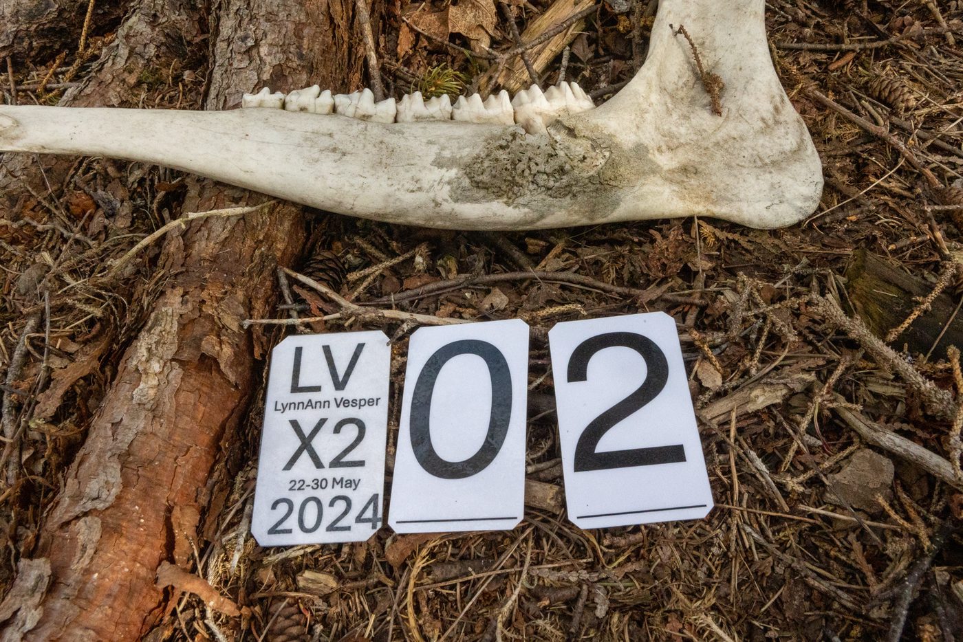 Jaw with the LV X2 2024 tag.