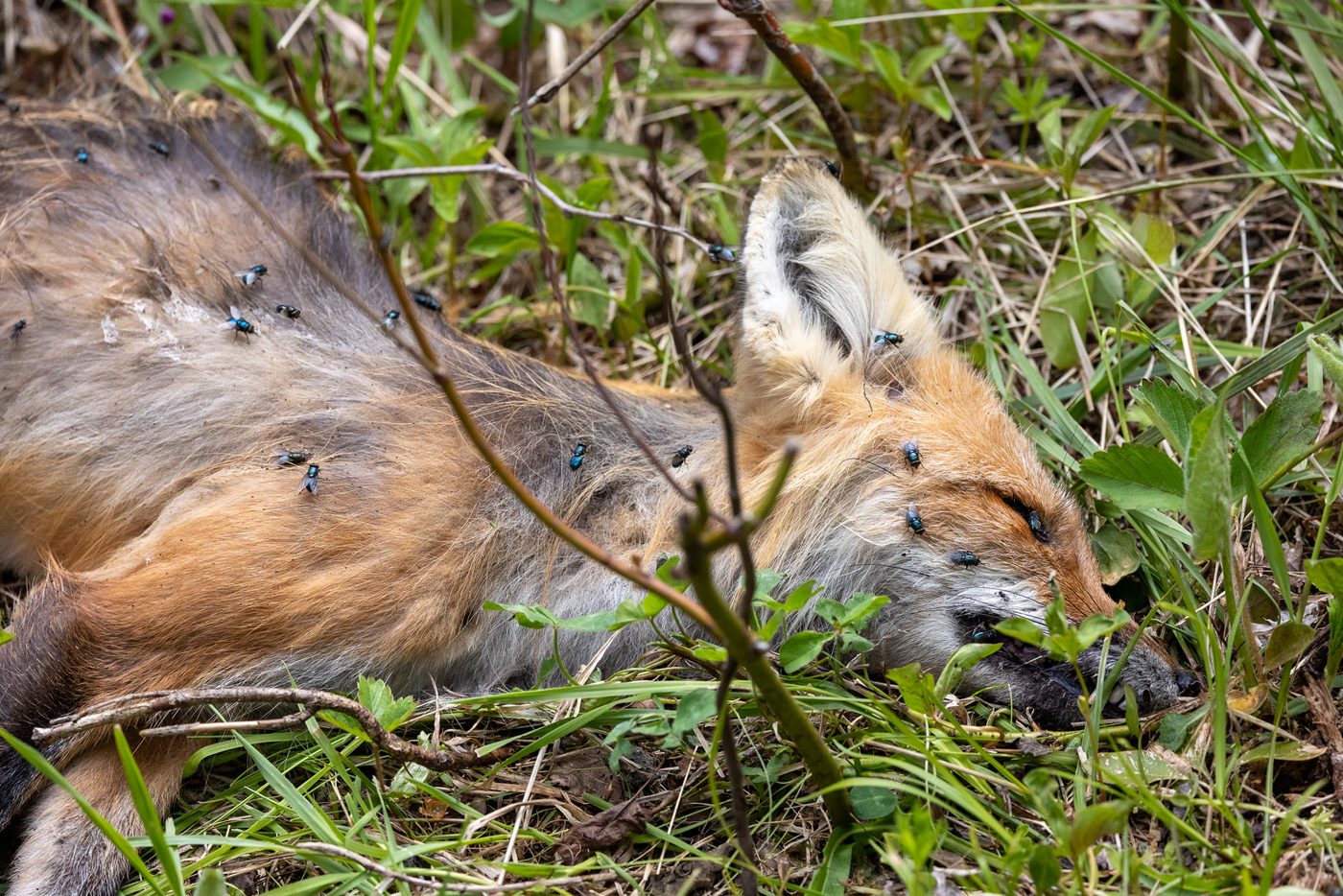 Red fox.