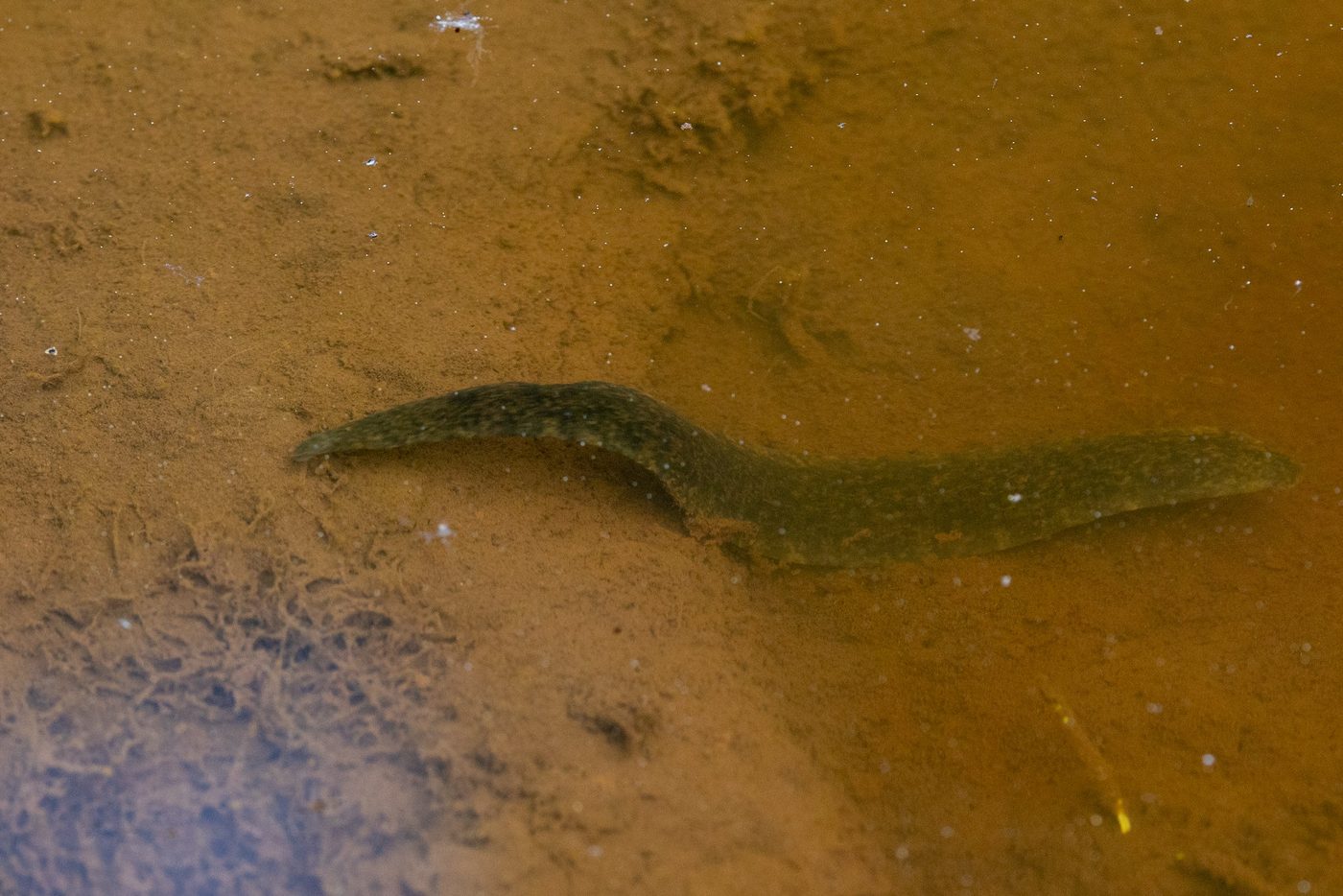 Fish in the shallows.