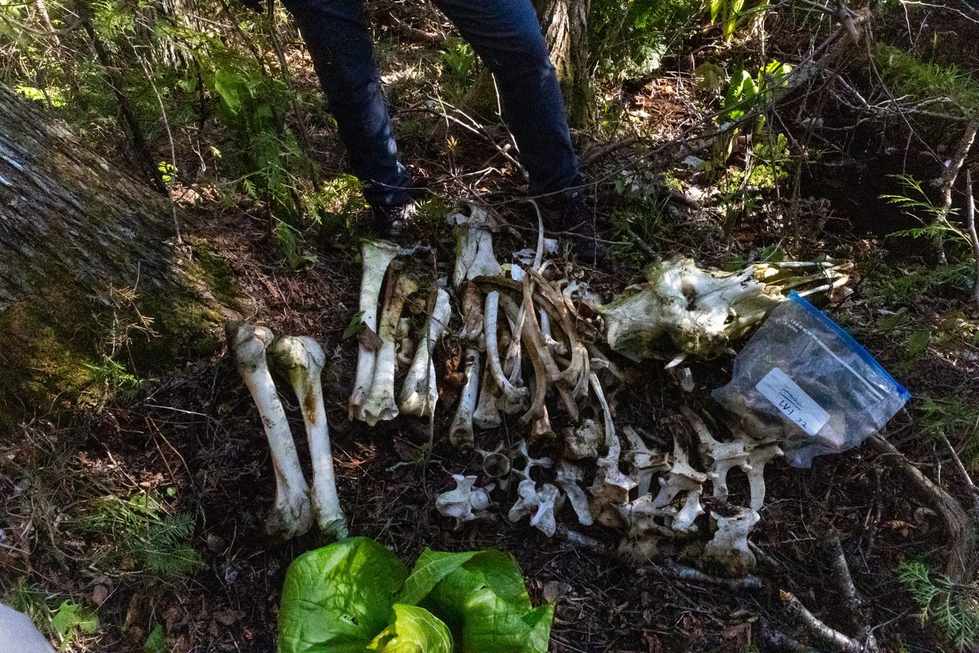 Bones laid out for the survey.