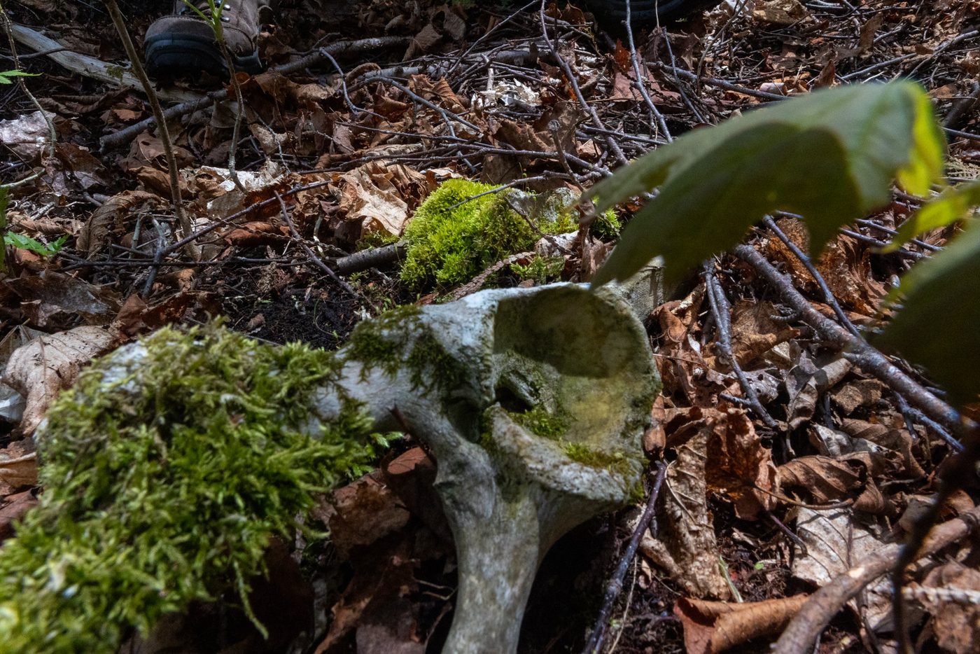 Moss-covered bone.