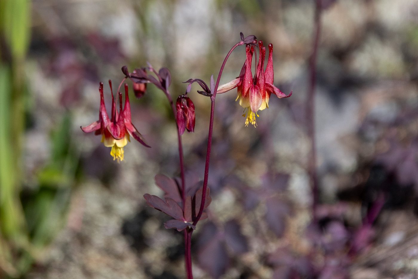 Wild columbine.