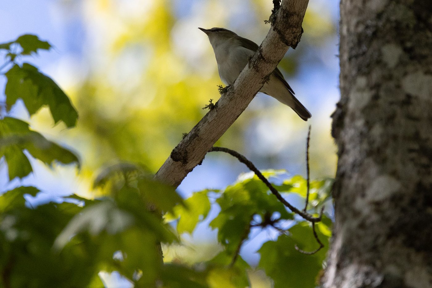 Red-eyed vireo.