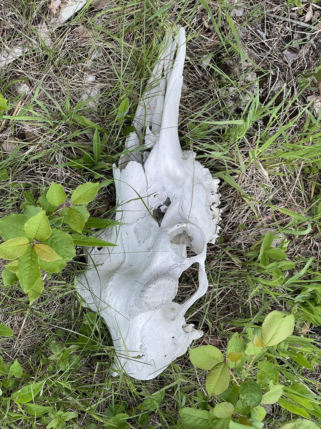 Moose skull in the grass.