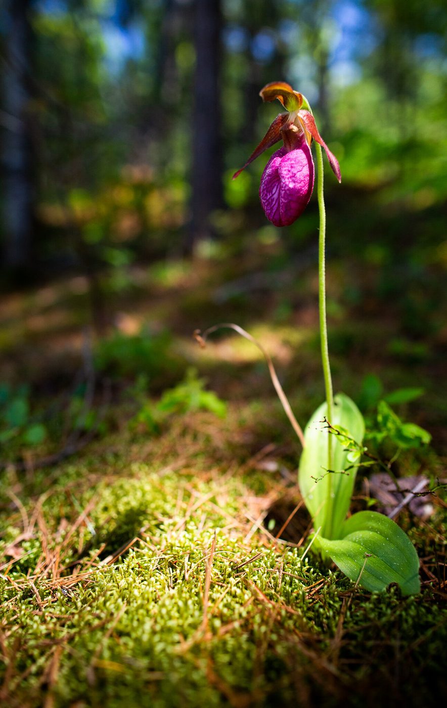 Pink lady’s slipper.