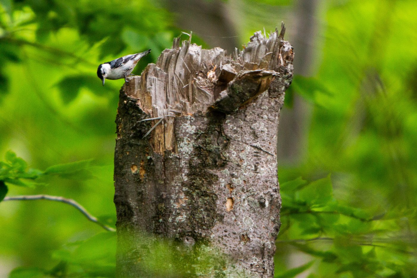 White-breasted nuthatch on a stump.