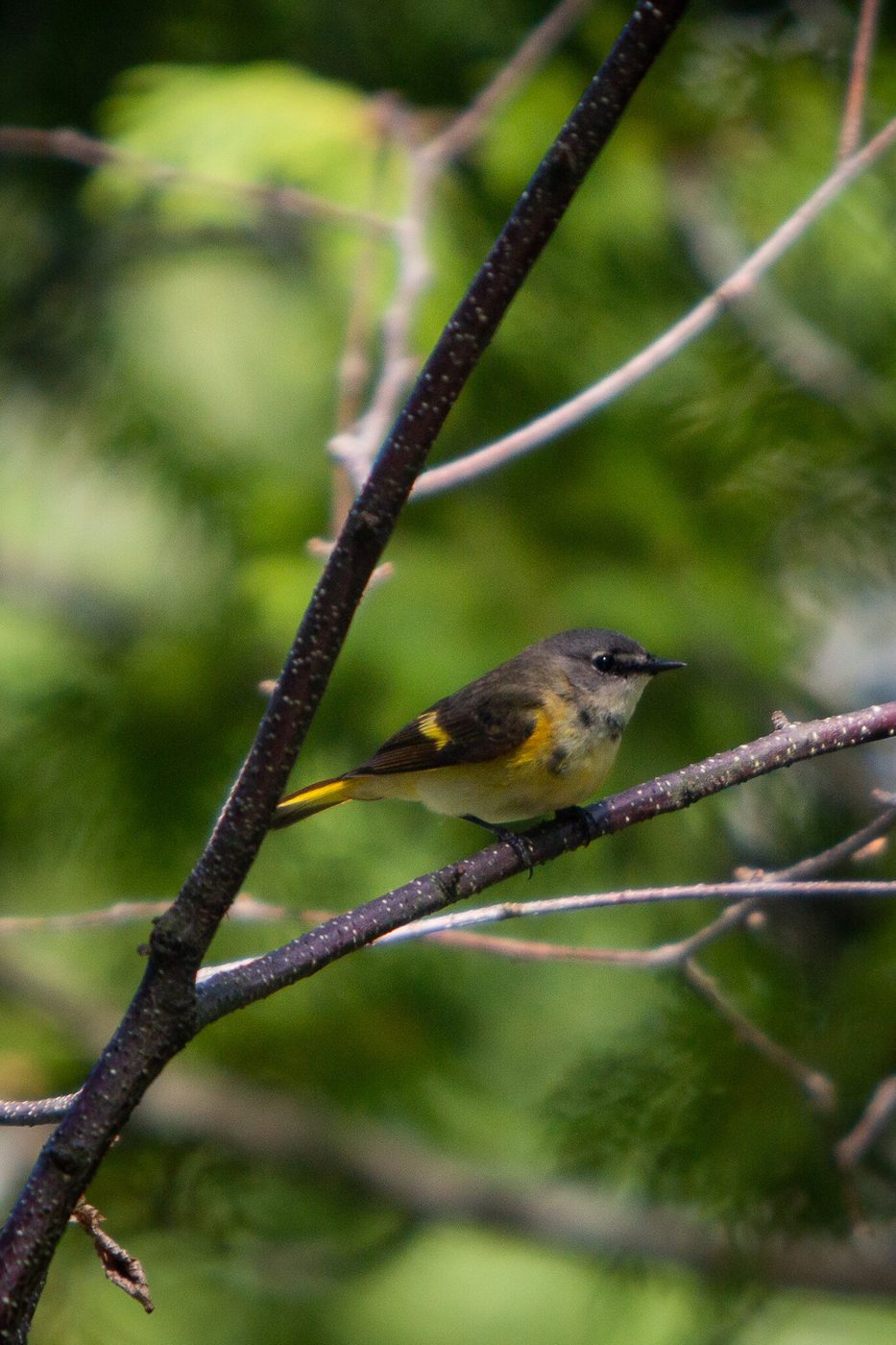American redstart.
