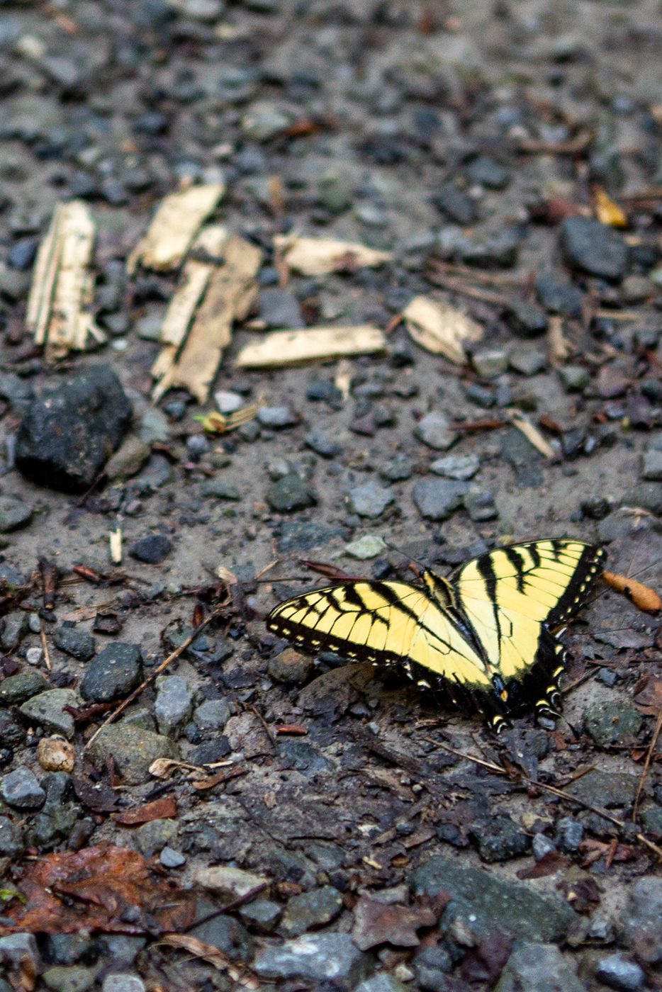 Eastern tiger swallowtail.