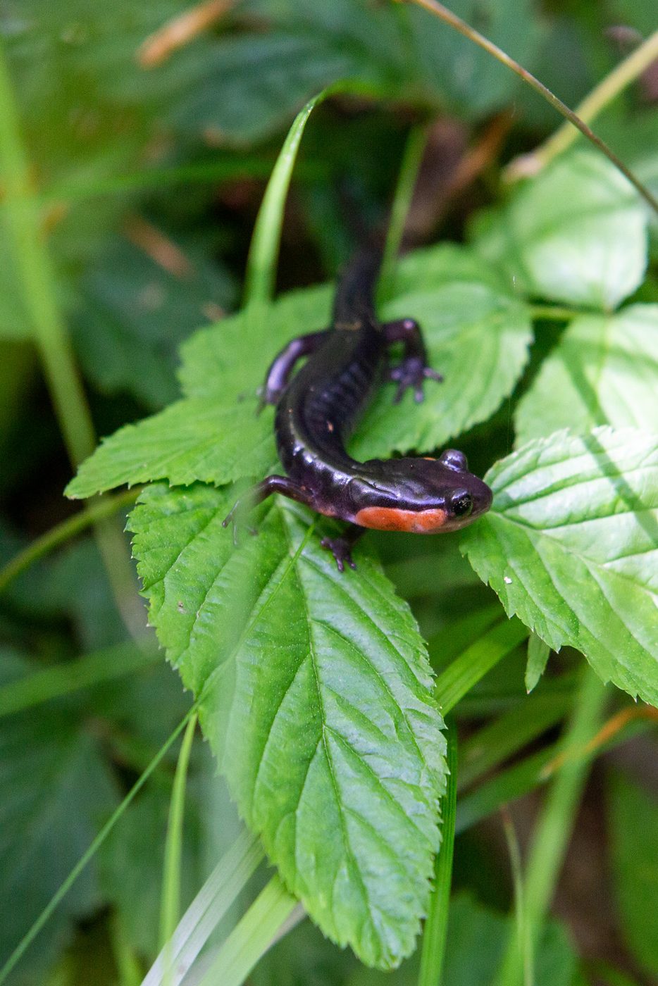 Red-cheeked salamander.
