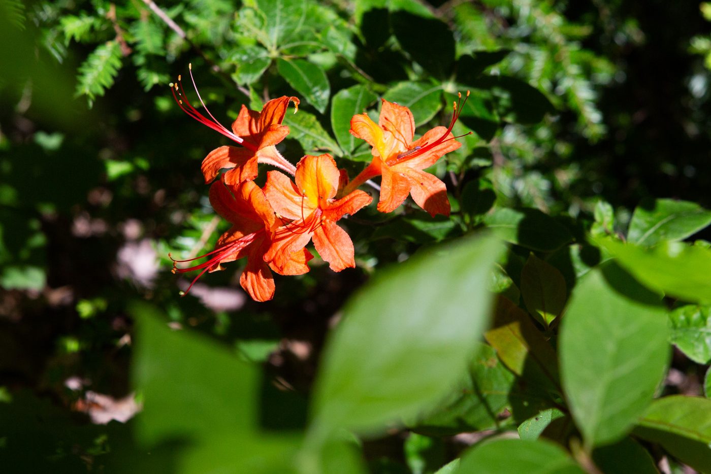 Flame azalea.