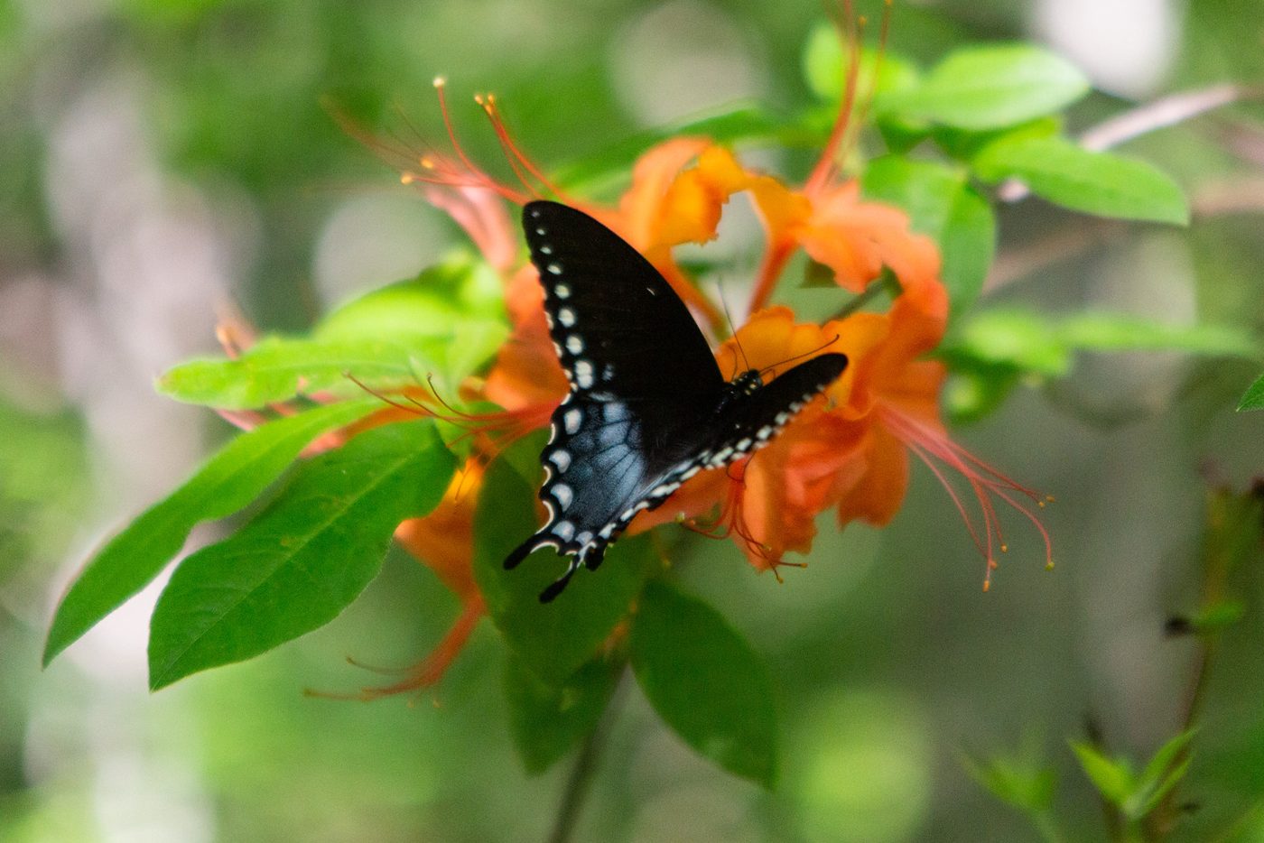 Spicebush swallowtail on azalea.