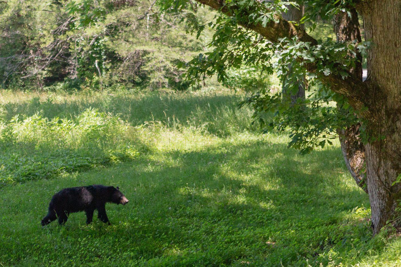 Black bear in the meadow.
