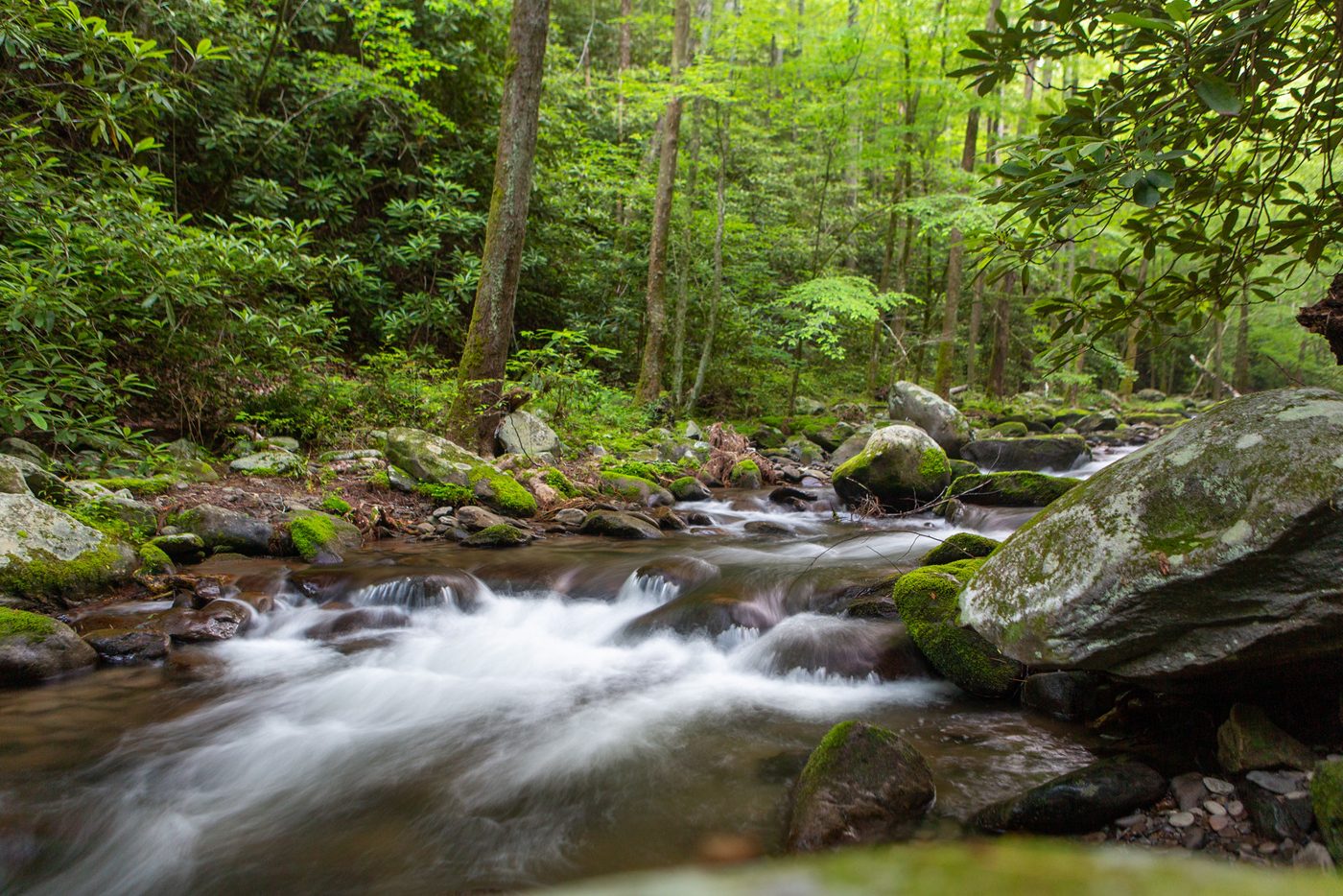 Cascade through the forest.