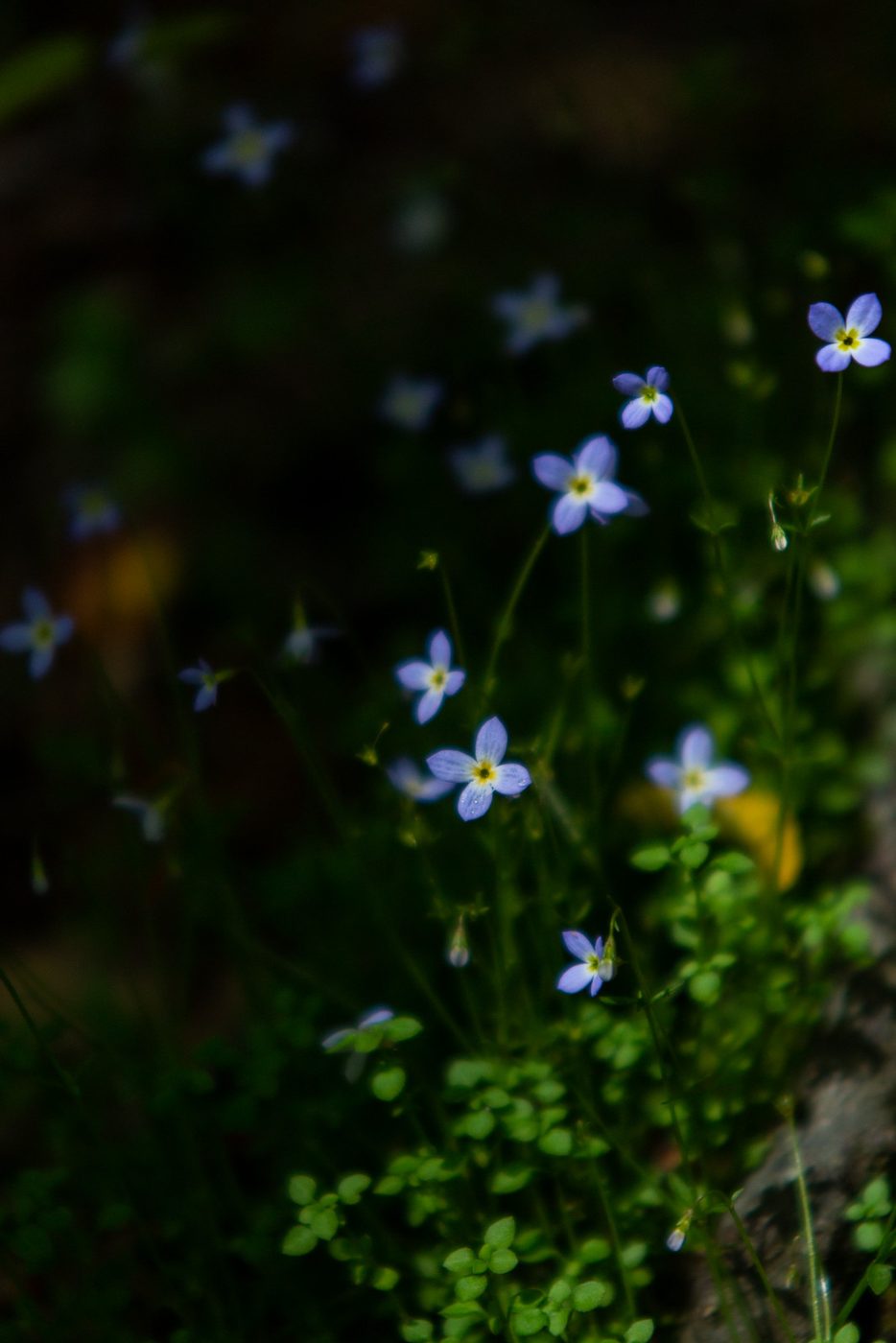 Bluets.