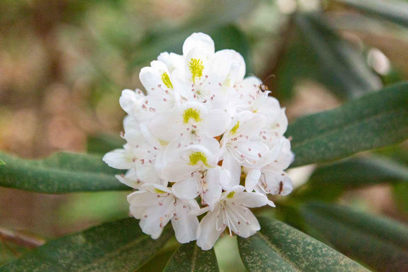 Rhododendron bloom.
