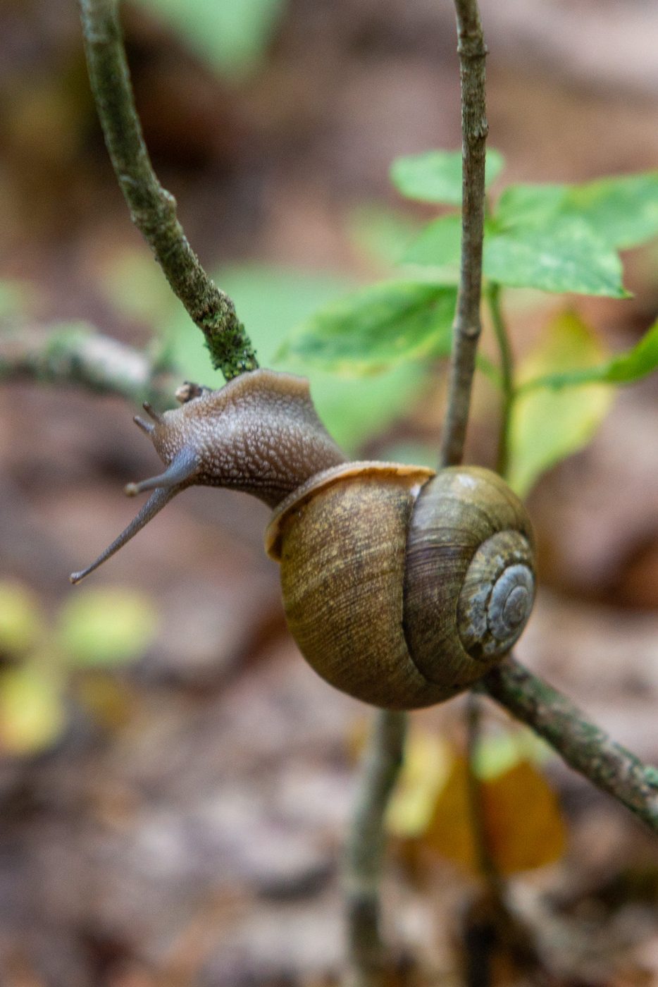 Snail on a twig.